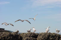 Camping De La Mer (Ploven  5 km)<span>Saint nic pentrez</span>